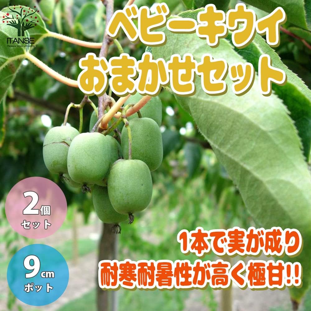 一本で実が付くキウイフルーツ接木苗木 一本で実が付くキウイフルーツ接木苗木